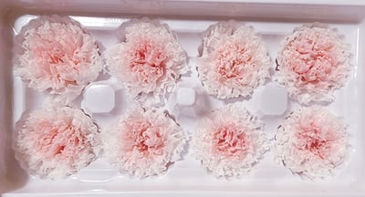 4-5cm康乃馨❁素色/特殊色 7色❁(4/21已更新)14