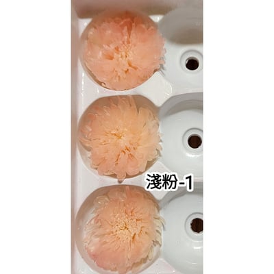 ♪2-3cm小雛菊 ♪18