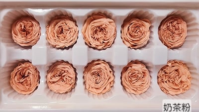 ✵3-4cm巧克力奧斯汀/平頭奧斯汀✵(7/25已更新)7