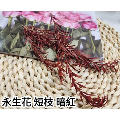 千層金/黃金串錢柳/細葉千層金/茶樹葉4