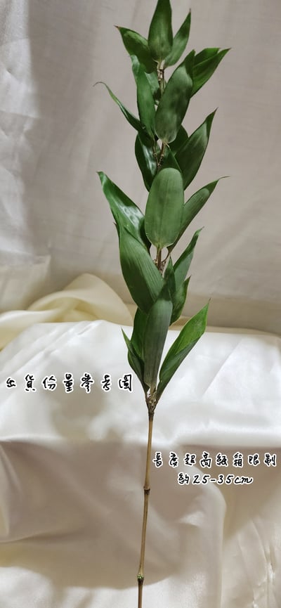 ❁大地農園EARTH MATTERS❁倭竹3