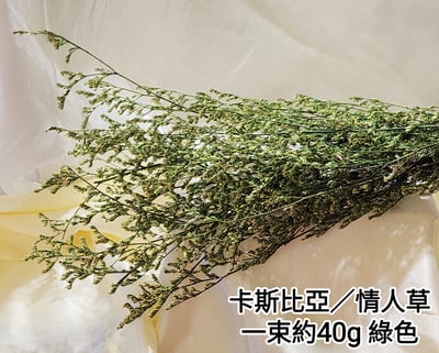 卡斯比亞/情人草10