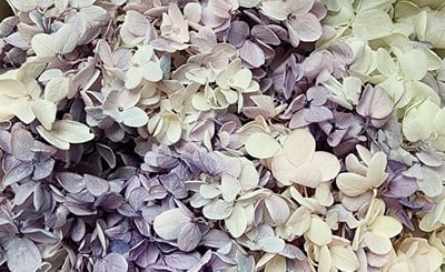 ★木繡球 單色 雙色 限定色★（8／7已更新）18