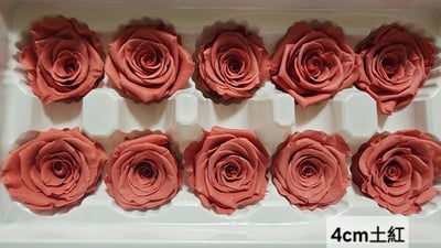 4cm玫瑰❁素色 22色❁(8/7已更)8