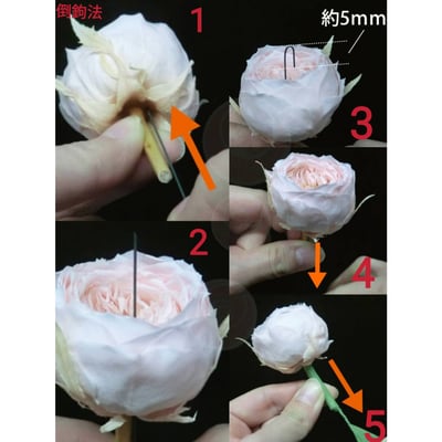 ✵3-4cm巧克力奧斯汀/平頭奧斯汀✵(7/25已更新)2