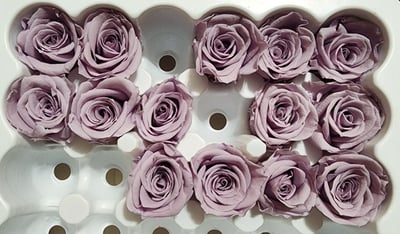 2-2cm多矮小迷你玫瑰❁素色 28色❁（8/7已更新）19