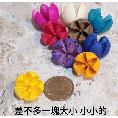 木荷果/開心果/開口笑果實/十字果4