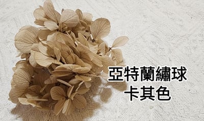 ★安娜繡球 亞特蘭繡球 單色雙色(6/30已更新)9