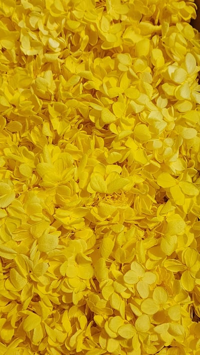 ★木繡球 單色 雙色 限定色★（8／7已更新）20