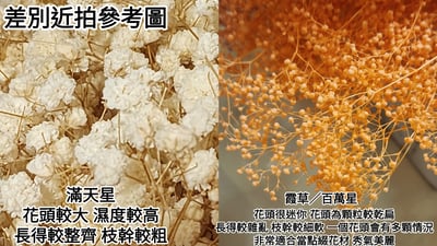 ❁霞草/百萬星❁2