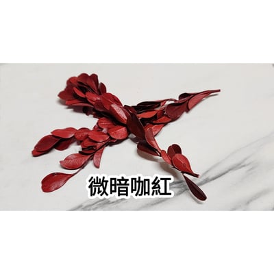 ✿黃楊/金柳✿(8/4已更新)6