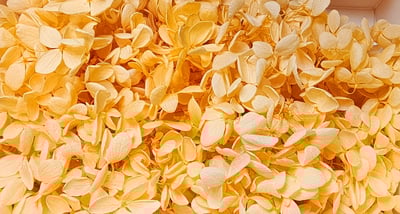 ★木繡球 單色 雙色 限定色★（8／7已更新）19