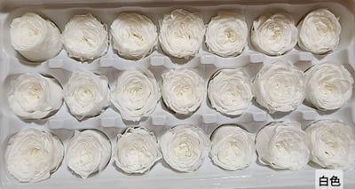 ❤2-3cm奧斯汀/巧克力奧斯汀 17色❤6