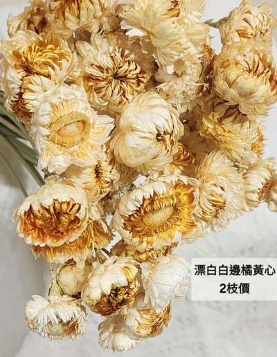 麥桿菊/七彩菊/漂白麥桿菊/菊花7