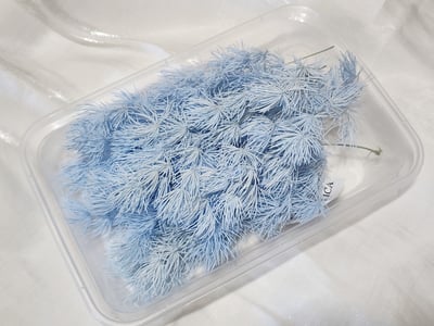 ♫蓬萊松/壽松♫9