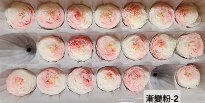 ❤2-3cm奧斯汀/巧克力奧斯汀 17色❤10