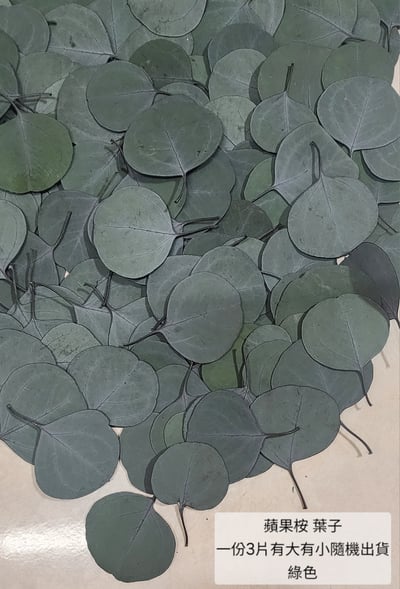 尤加利葉/小圓葉桉/大圓葉桉/蘋果桉（8／7已更新）19