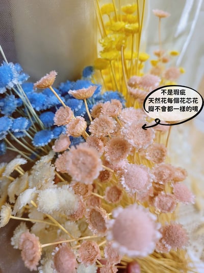 ❁大地農園EARTH MATTERS❁瑪格麗特Margaret4