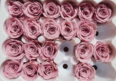 2-2cm多矮小迷你玫瑰❁素色 28色❁（8/7已更新）21