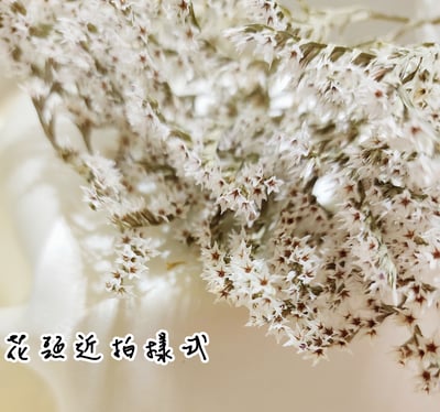 ❁大地農園EARTH MATTERS❁平葉磯松/雪花10