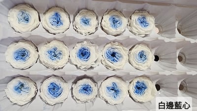 ❤2-3cm奧斯汀/巧克力奧斯汀 17色❤4