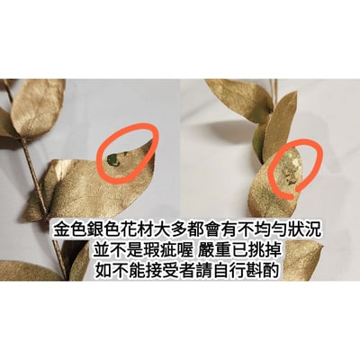 尤加利葉/小圓葉桉/大圓葉桉/蘋果桉（8／7已更新）4