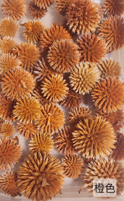 ❄山防風/藍星球❄(7/31已更新)8