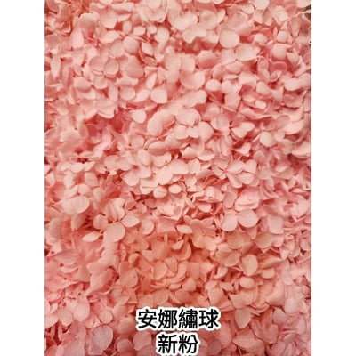 ★安娜繡球 亞特蘭繡球 單色雙色(6/30已更新)2