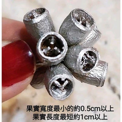 ❈琥珀果/殭屍果❈2