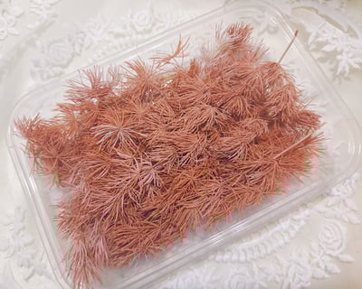 ♫蓬萊松/壽松♫7