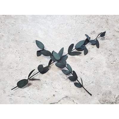 尤加利葉/小圓葉桉/大圓葉桉/蘋果桉（8／7已更新）10