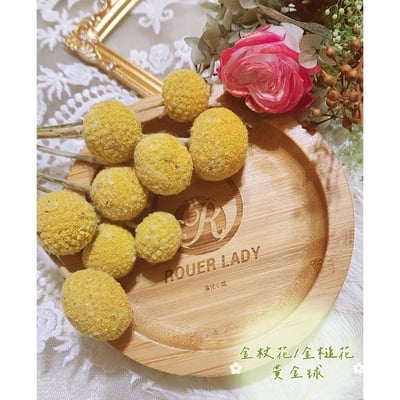 ✿金杖花/金槌花/黃金球/金杖球✿1