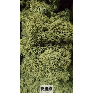 ★馴鹿草/苔蘚/馴鹿苔★（4／21已更新）19