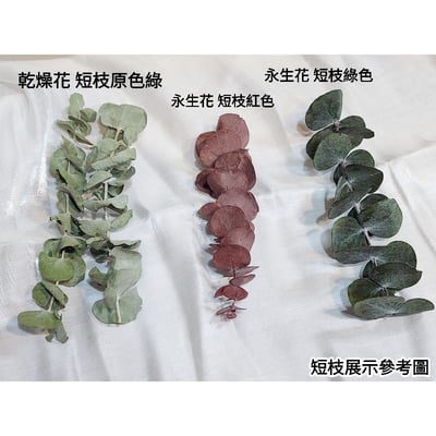 尤加利葉/小圓葉桉/大圓葉桉/蘋果桉（8／7已更新）2