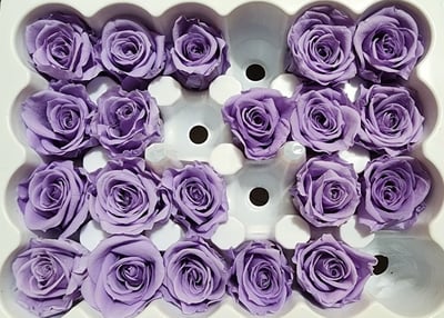 2-2cm多矮小迷你玫瑰❁素色 28色❁（8/7已更新）20