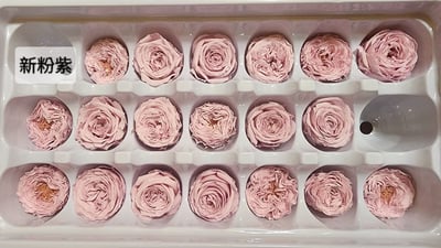 ❤2-3cm奧斯汀/巧克力奧斯汀 17色❤12