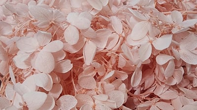 ★木繡球 單色 雙色 限定色★（8／7已更新）24