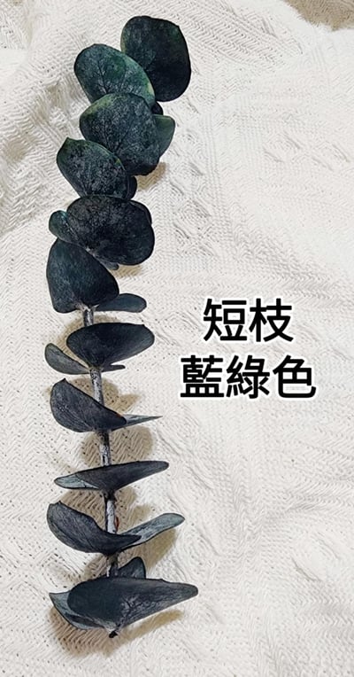 尤加利葉/小圓葉桉/大圓葉桉/蘋果桉（8／7已更新）16