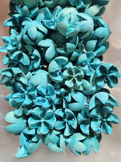 木荷果/開心果/開口笑果實/十字果14