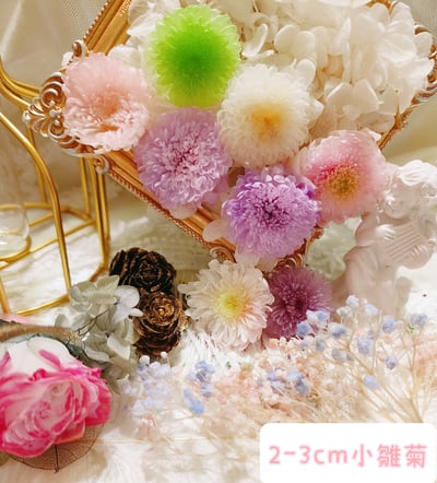 ♪2-3cm小雛菊 ♪1