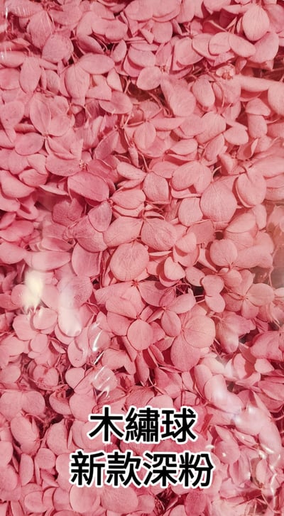 ★木繡球 單色 雙色 限定色★（8／7已更新）11