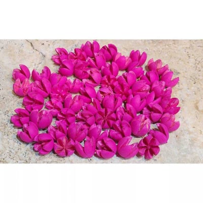 木荷果/開心果/開口笑果實/十字果6