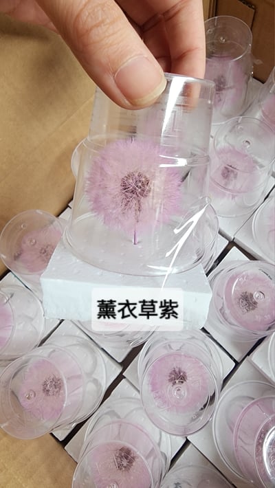 ❀蒲公英❀（7／25已更新）15