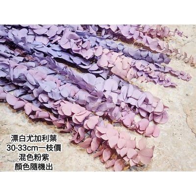 漂白尤加利葉/小圓葉桉/大圓葉桉/蘋果桉12