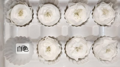 ❁3cm/3-4cm蝴蝶奧斯汀/庭園奧斯汀❁（7／25已更新）9