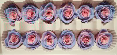 3.5-4cm玫瑰❁特殊色 4色❁(7/25已更)4