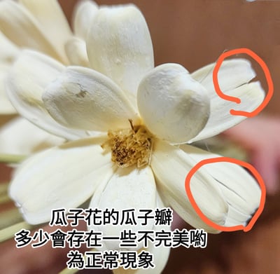 瓜子花/瓜果殼花手工品2