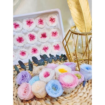 ❤2-3cm奧斯汀/巧克力奧斯汀 17色❤1