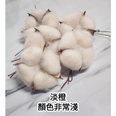 ★棉花頭★5