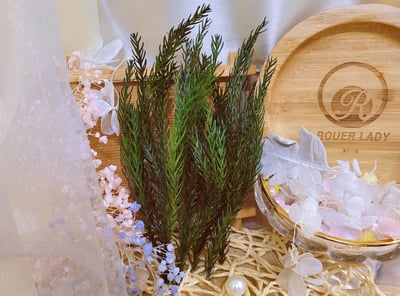 ✿少女松/天竺✿（9／14）2